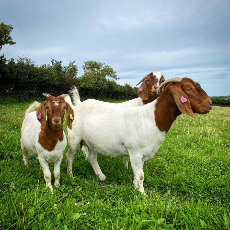 livestock exporters, live goats, live sheep and cattle for sale